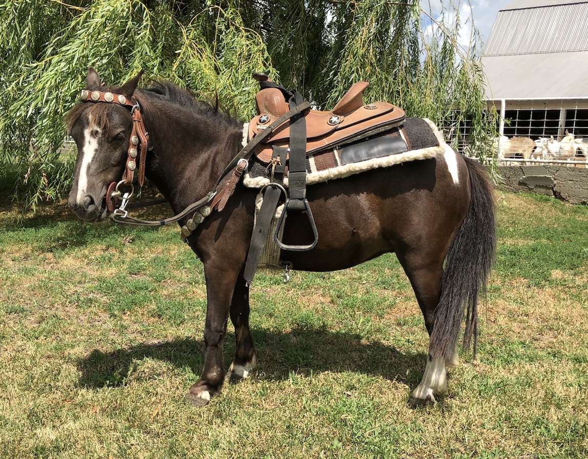 Horses & Tack Kalona Sales Barn