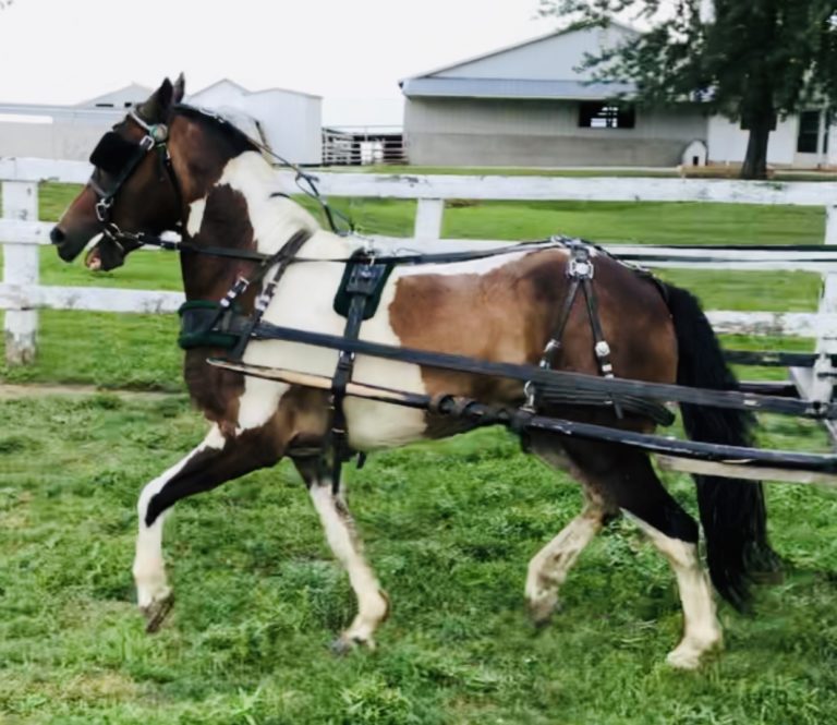 Horses & Tack Kalona Sales Barn